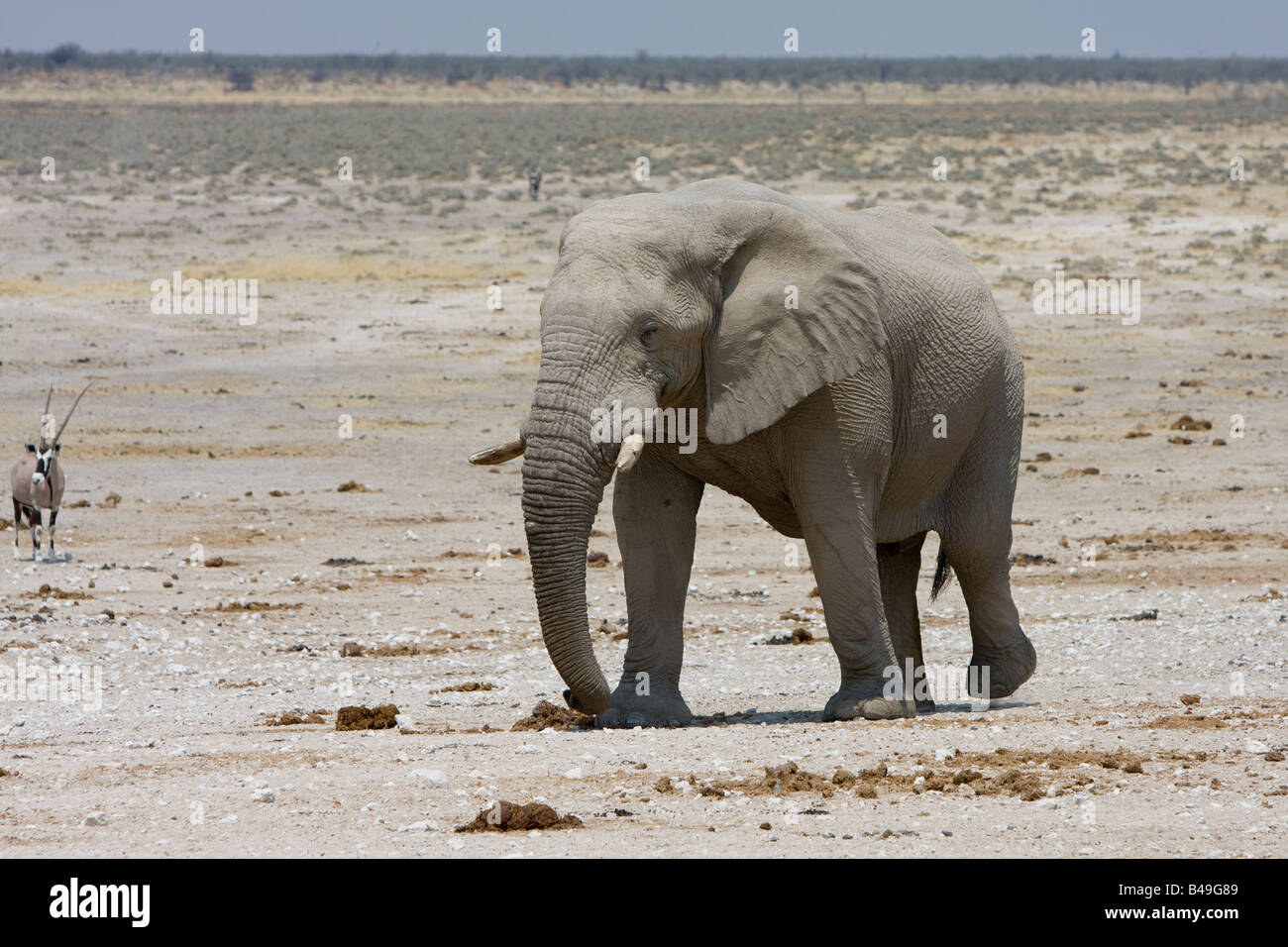 Afrikanischer Elefant Loxodonta Africana am Wasserloch Etosha Nationalpark Namibia Stockfoto