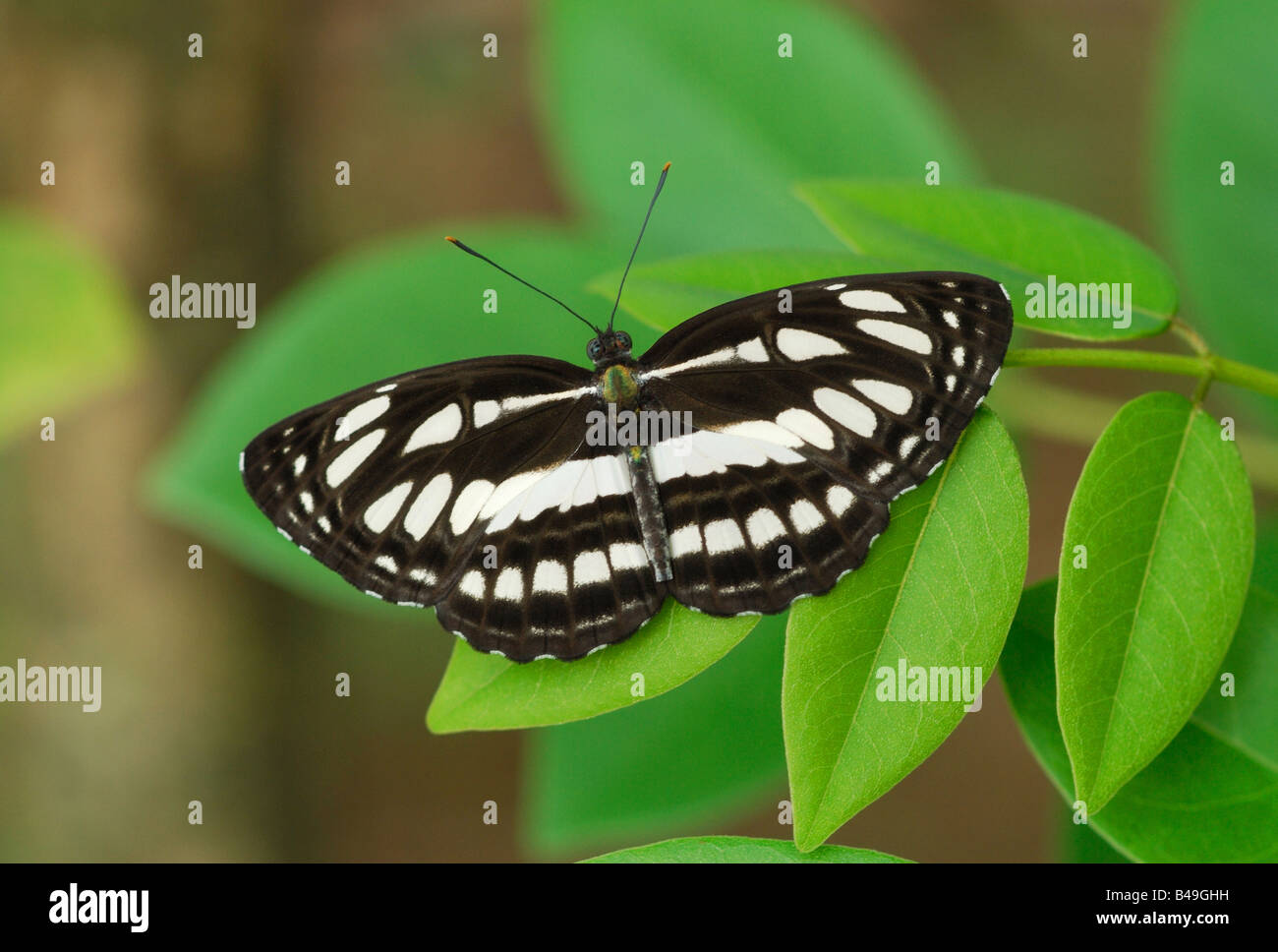 Gemeinsamen Sailor Schmetterling (Neptis Hylas) im Regenwald von Sinharaja Forest National Park, Sri Lanka Stockfoto