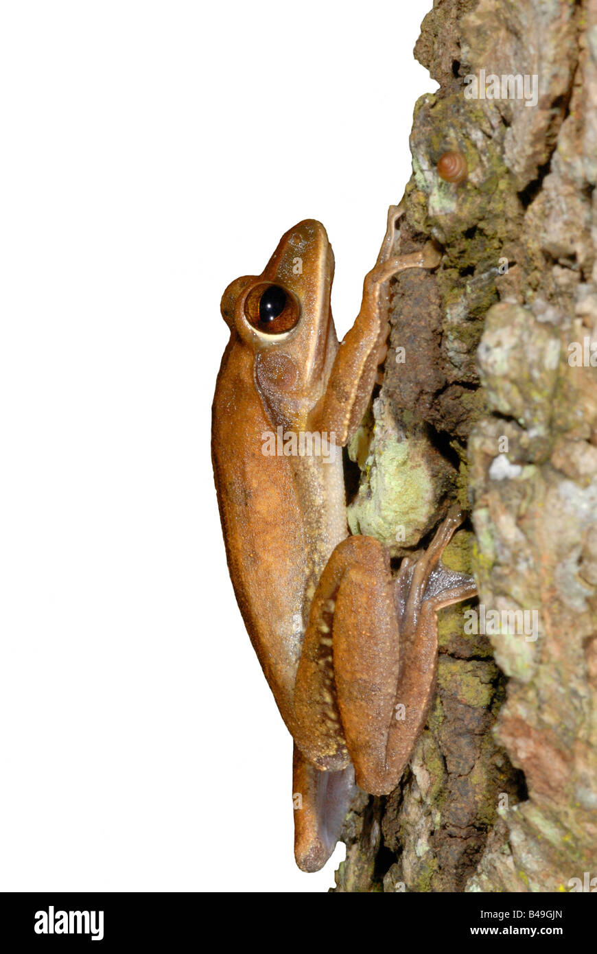 Laubfrosch, klammerte sich an einen Baum im Regenwald im Nationalpark in Thailand Stockfoto