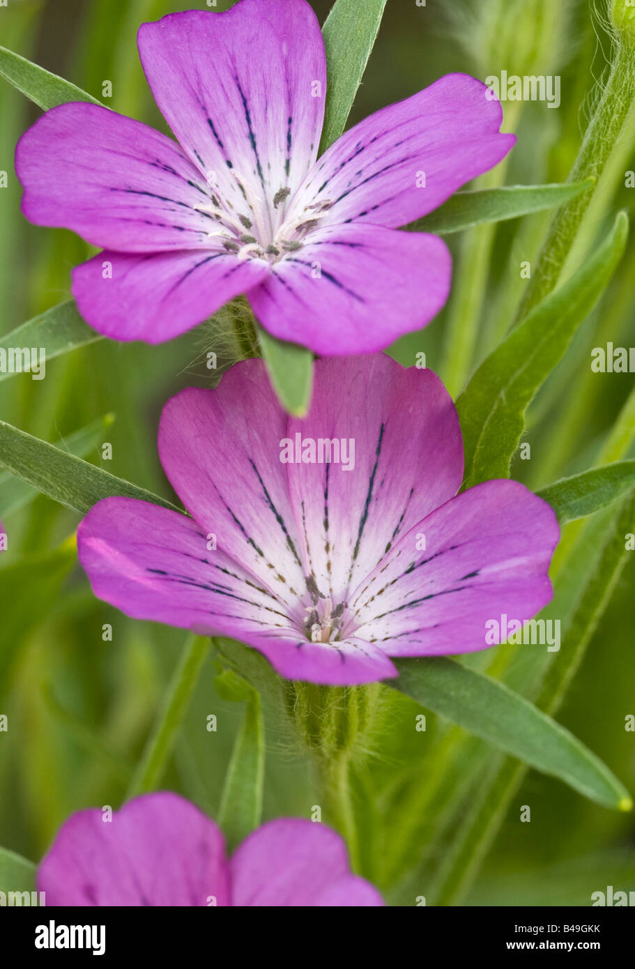 Gemeinsamen Corncockle Blume Agrostemma umbellatum Stockfoto