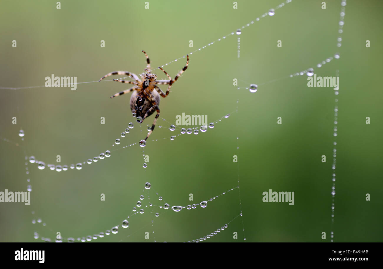 Britische gemeinsame Kreuzspinne auf einem Tau bedeckt web Stockfoto