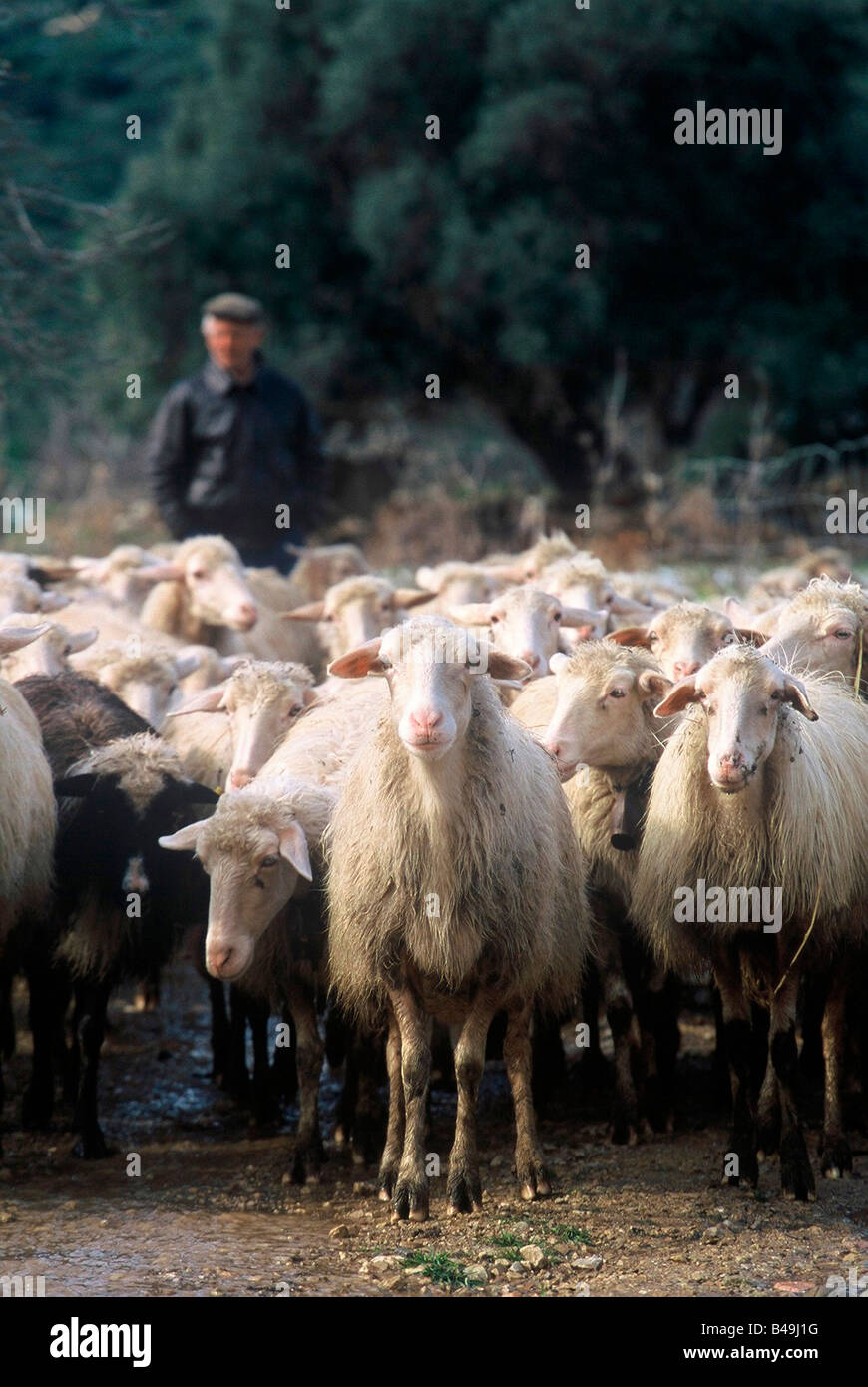 Schafe weiden Stockfoto