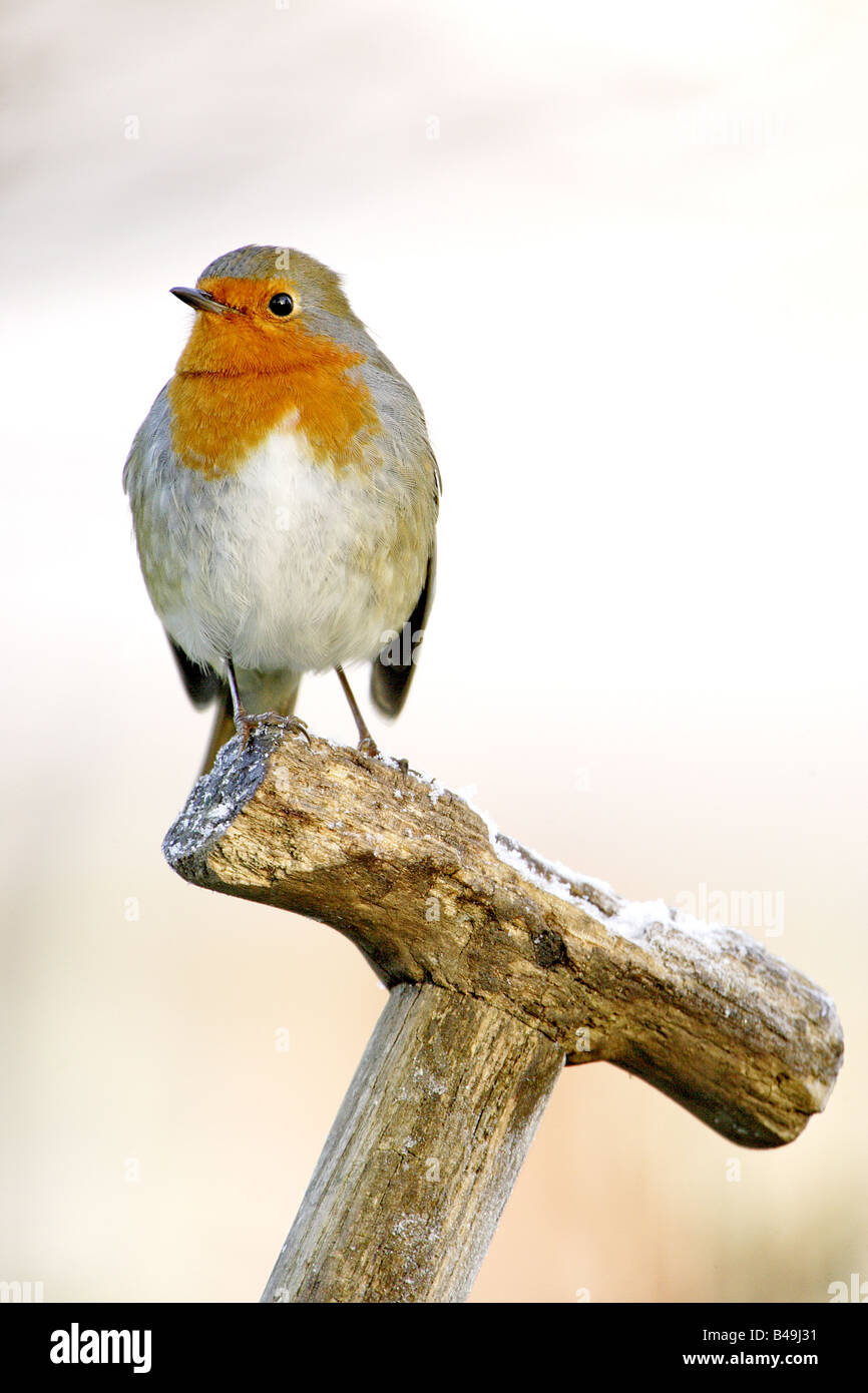 Robin (Erithacus Rubecula), Erwachsene, thront auf alten Spaten Griff im Garten, Warwickshire, England, Winter Stockfoto