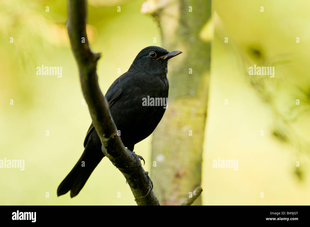 Schwarzer Vogel "Turdus Marula" thront auf einem Ast in einem Wald im Vereinigten Königreich. Stockfoto