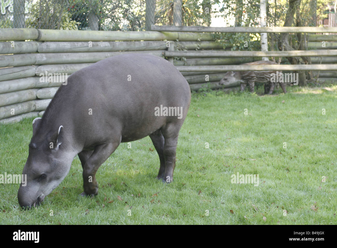 Ein brasilianischer oder Lowland Tapir mit einem Kalben im Hintergrund Stockfoto