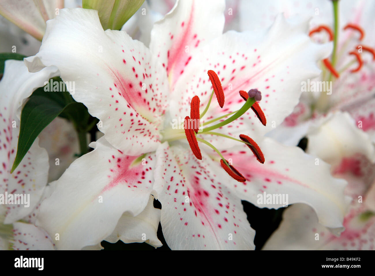 Nahaufnahme der Blüte weiße exotische Lilien Stockfotografie Alamy