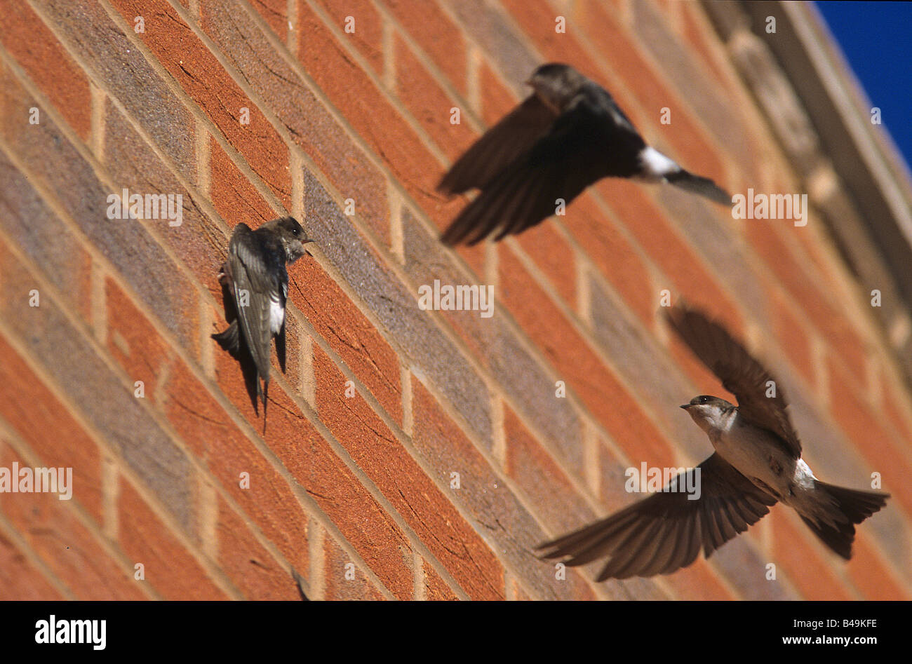 Gemeinsamen Mehlschwalbe (Delichon Urbica), juvenile, klammerte sich an Giebelwand des Hauses, mit Erwachsenen im Flug, Warwickshire, England Stockfoto