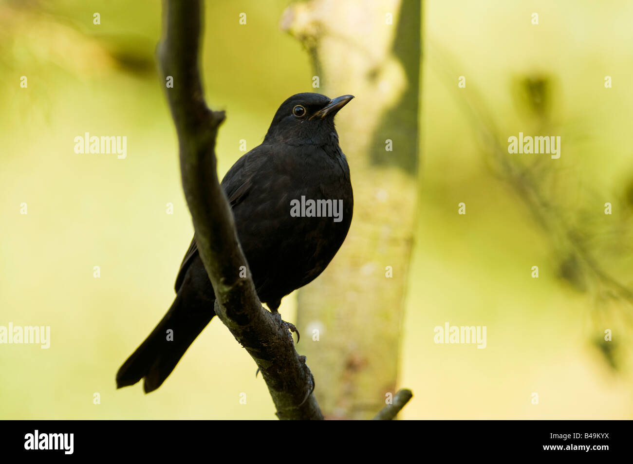 Schwarzer Vogel "Turdus Marula" thront auf einem Ast in einem Wald im Vereinigten Königreich. Stockfoto
