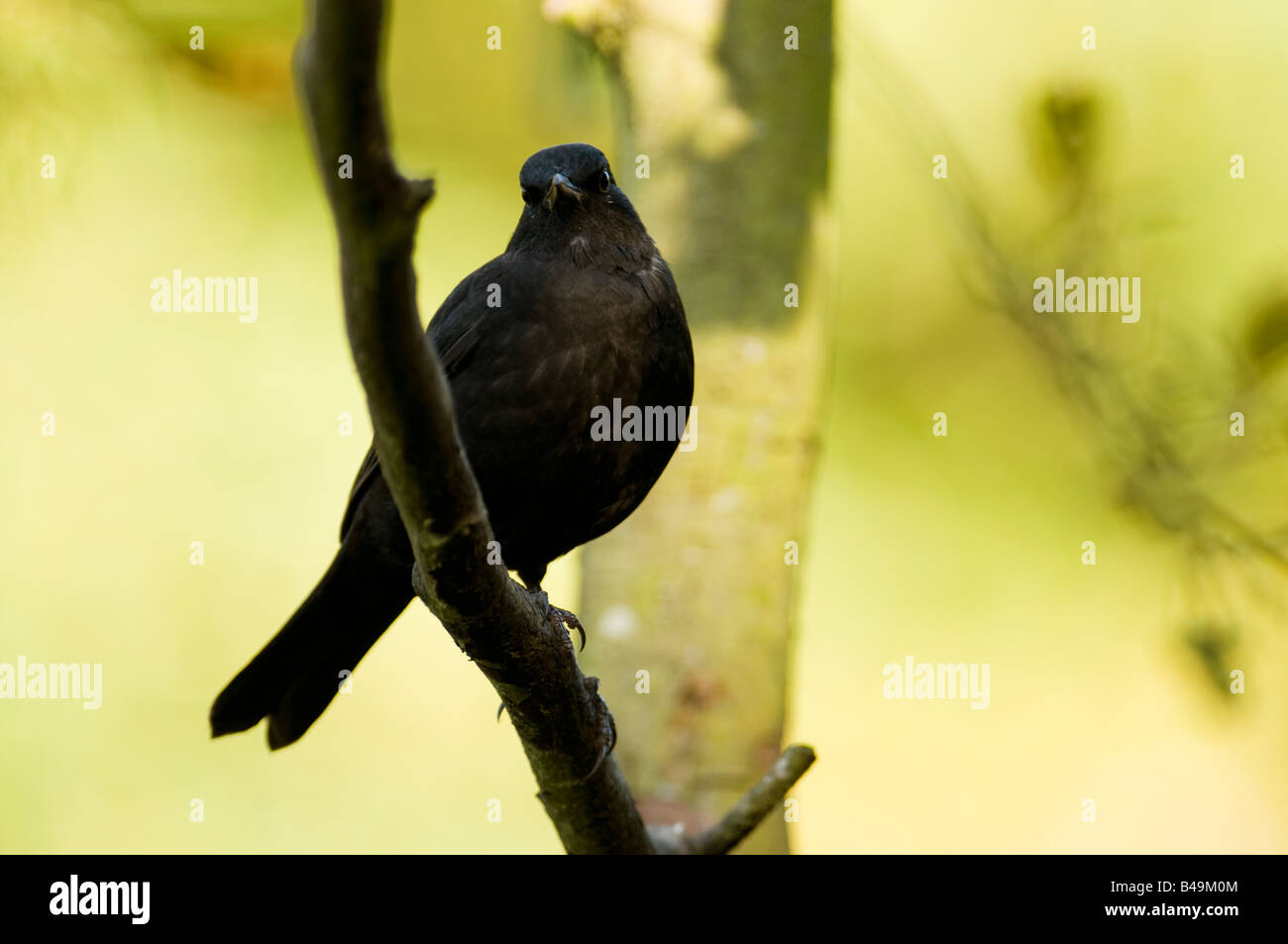 Schwarzer Vogel "Turdus Marula" thront auf einem Ast in einem Wald im Vereinigten Königreich. Stockfoto