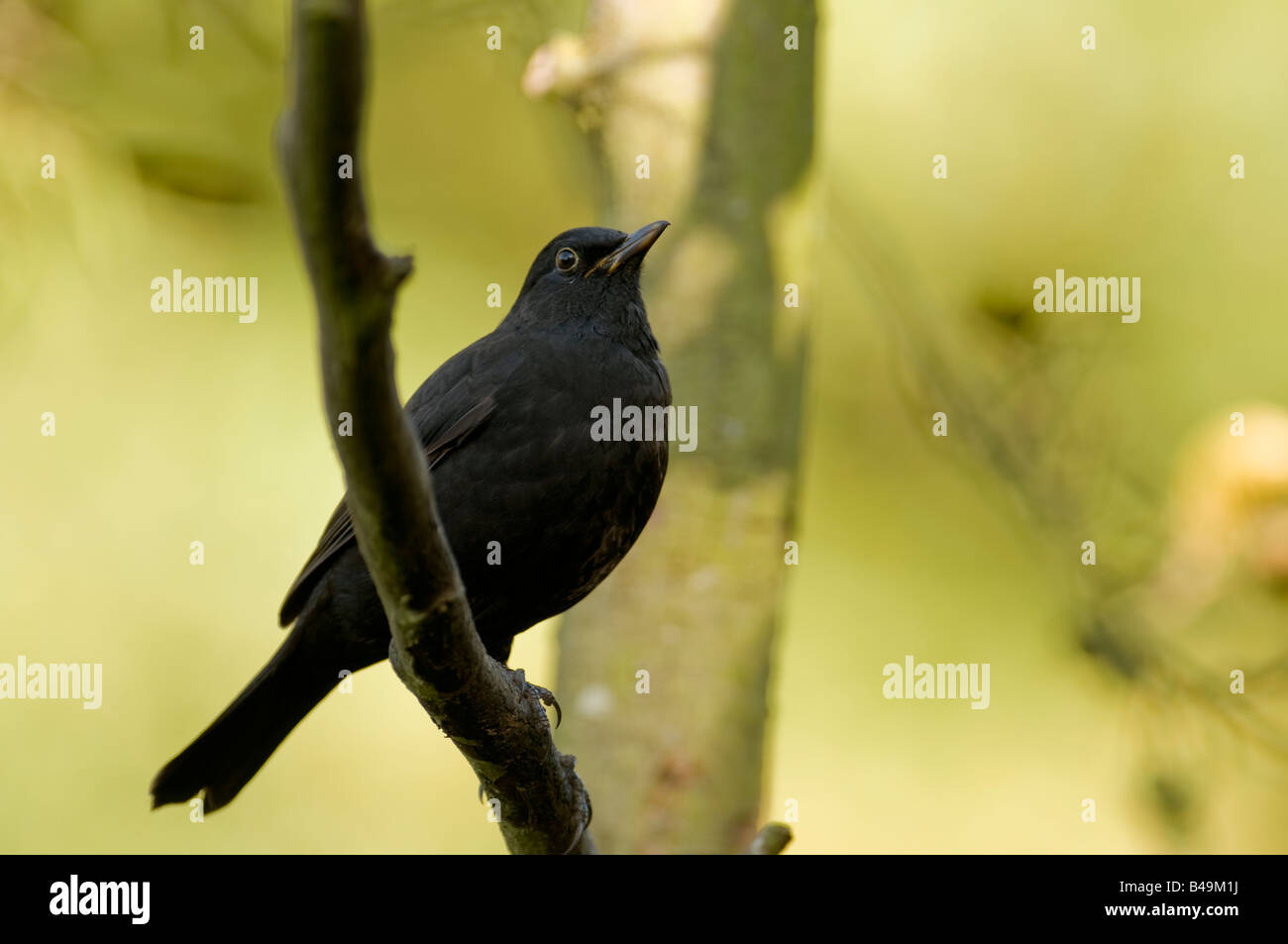 Amsel "Turdus Marula" thront auf einem Ast in einem Wald im Vereinigten Königreich. Stockfoto