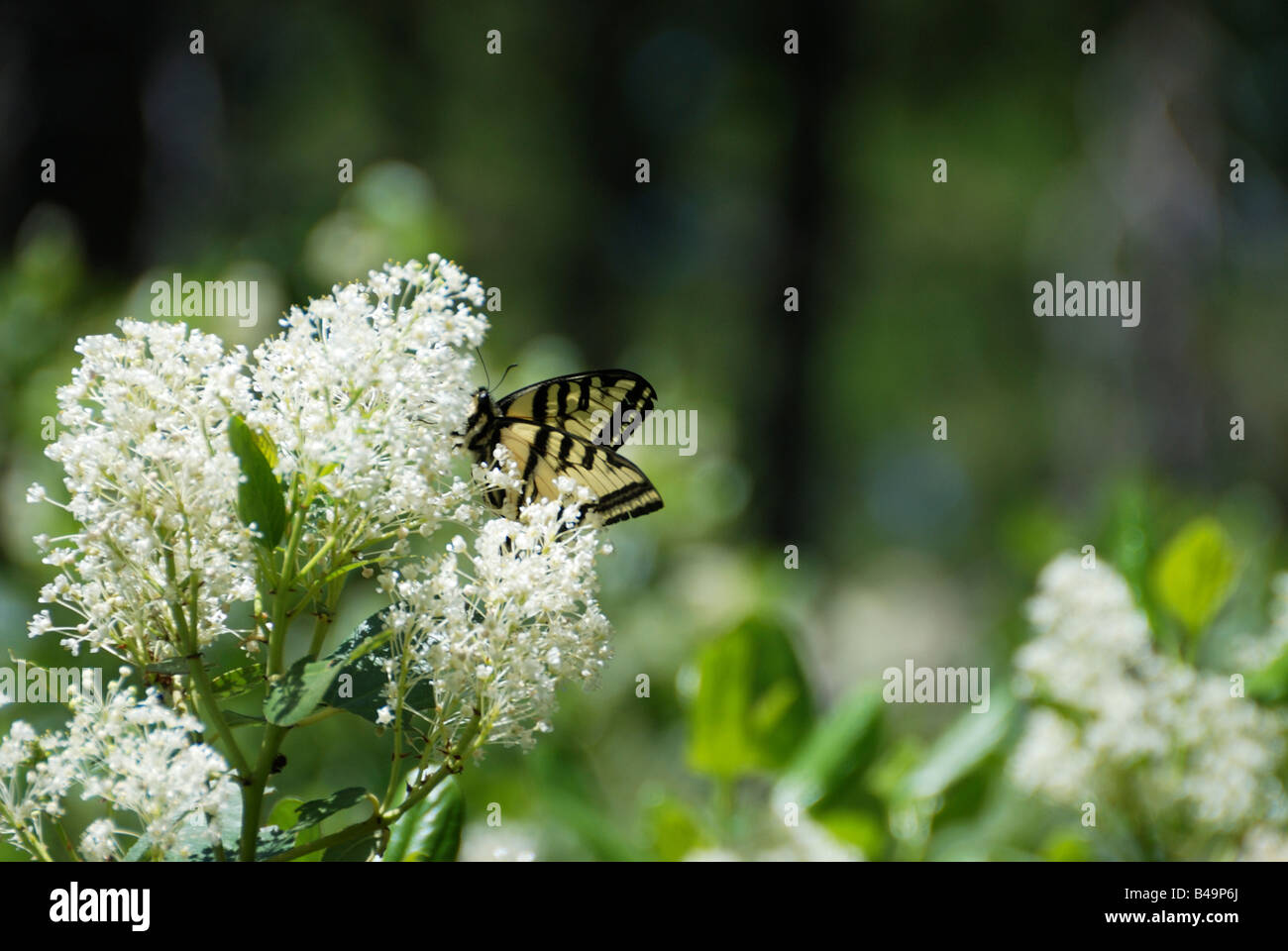 Monarch-Schmetterling leuchtet sanft am Berg-Balsam in Idaho. Stockfoto