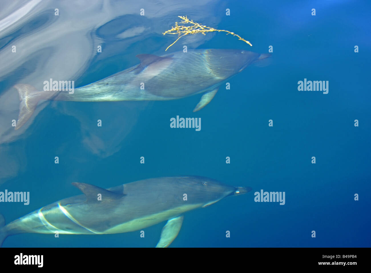 gemeinsamen Delphin Delphinus Delphis in europäischen Gewässern Stockfoto