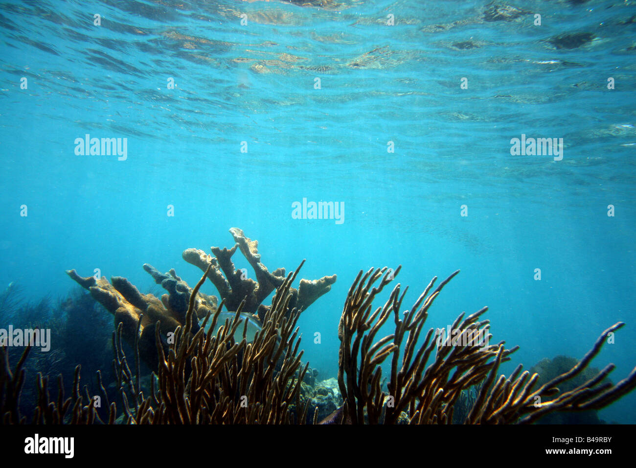 Das klare Wasser des Wasser Zitrone Cay, St. John, USVI Stockfoto