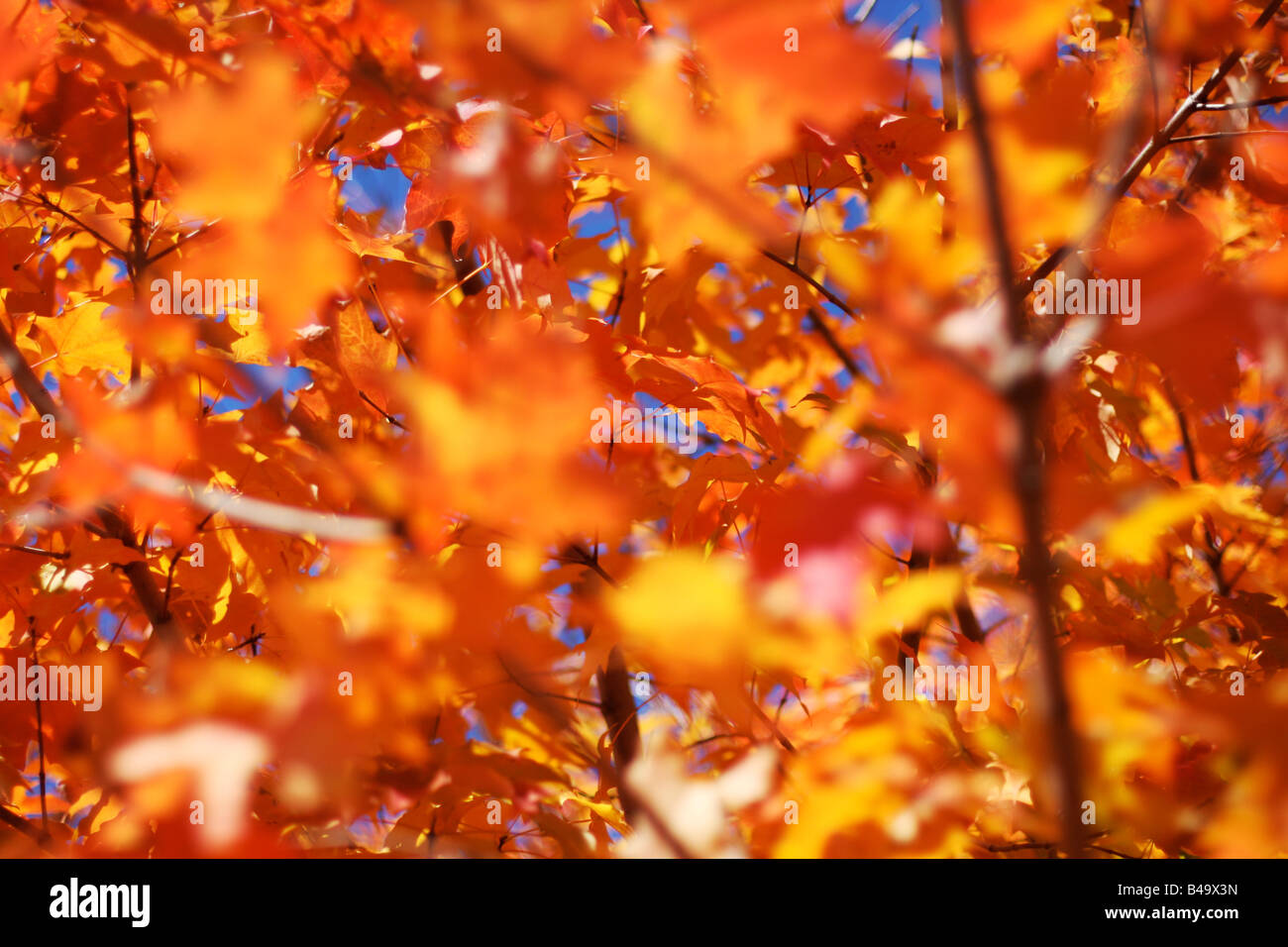 Unterwegs im Herbst Blätter auf einem leuchtenden Herbsttag selektiven Fokus Stockfoto