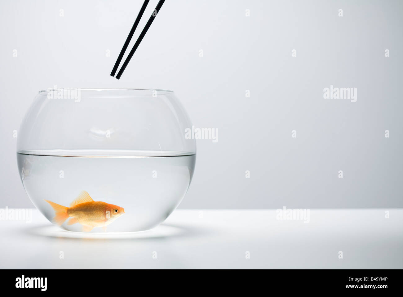 Goldfisch im Goldfischglas schwimmen, statt Stäbchen oben Stockfoto
