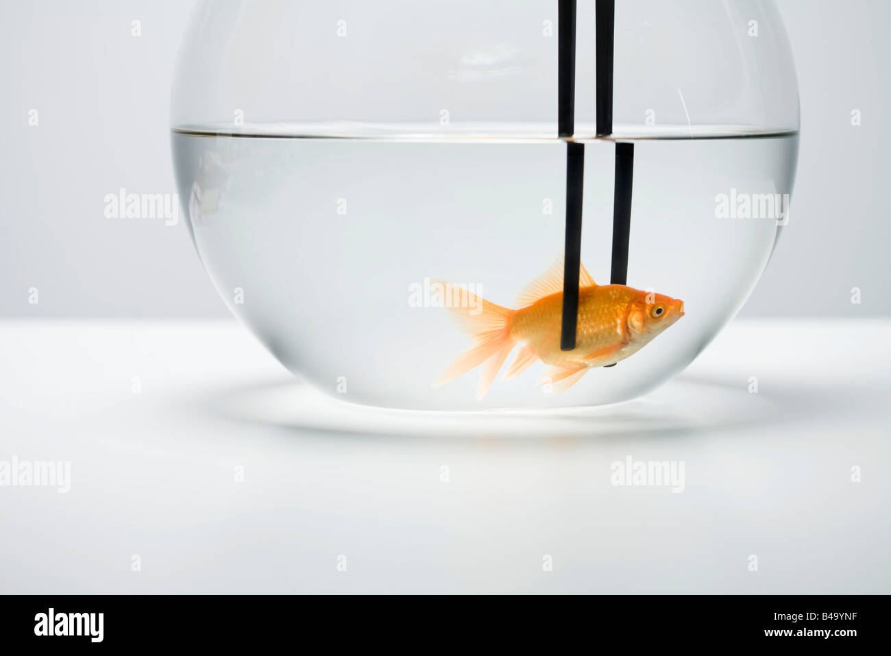 Goldfisch im Goldfischglas gefangen von Paar Essstäbchen Stockfoto