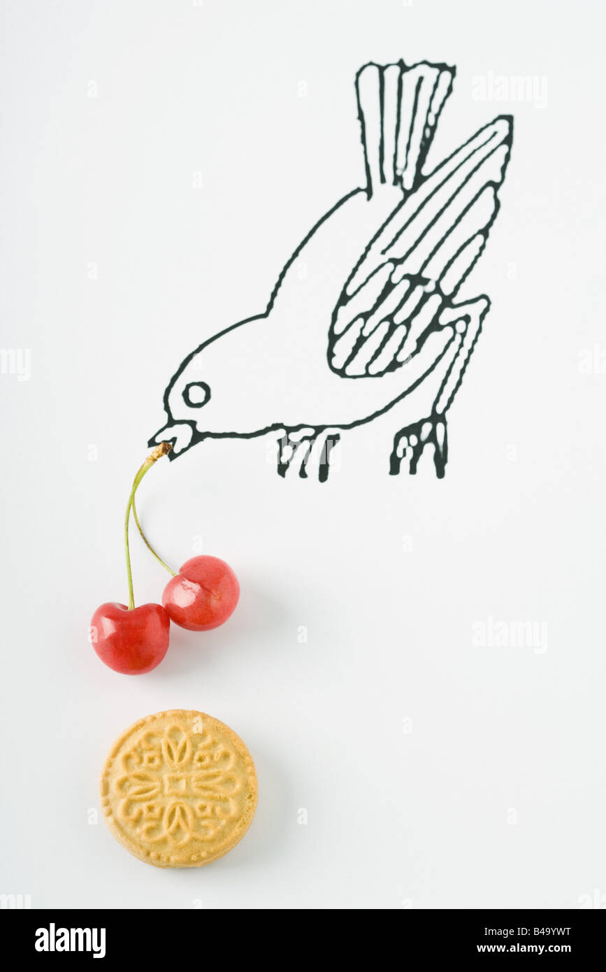 Vogel mit Kirschen und cookie Stockfoto