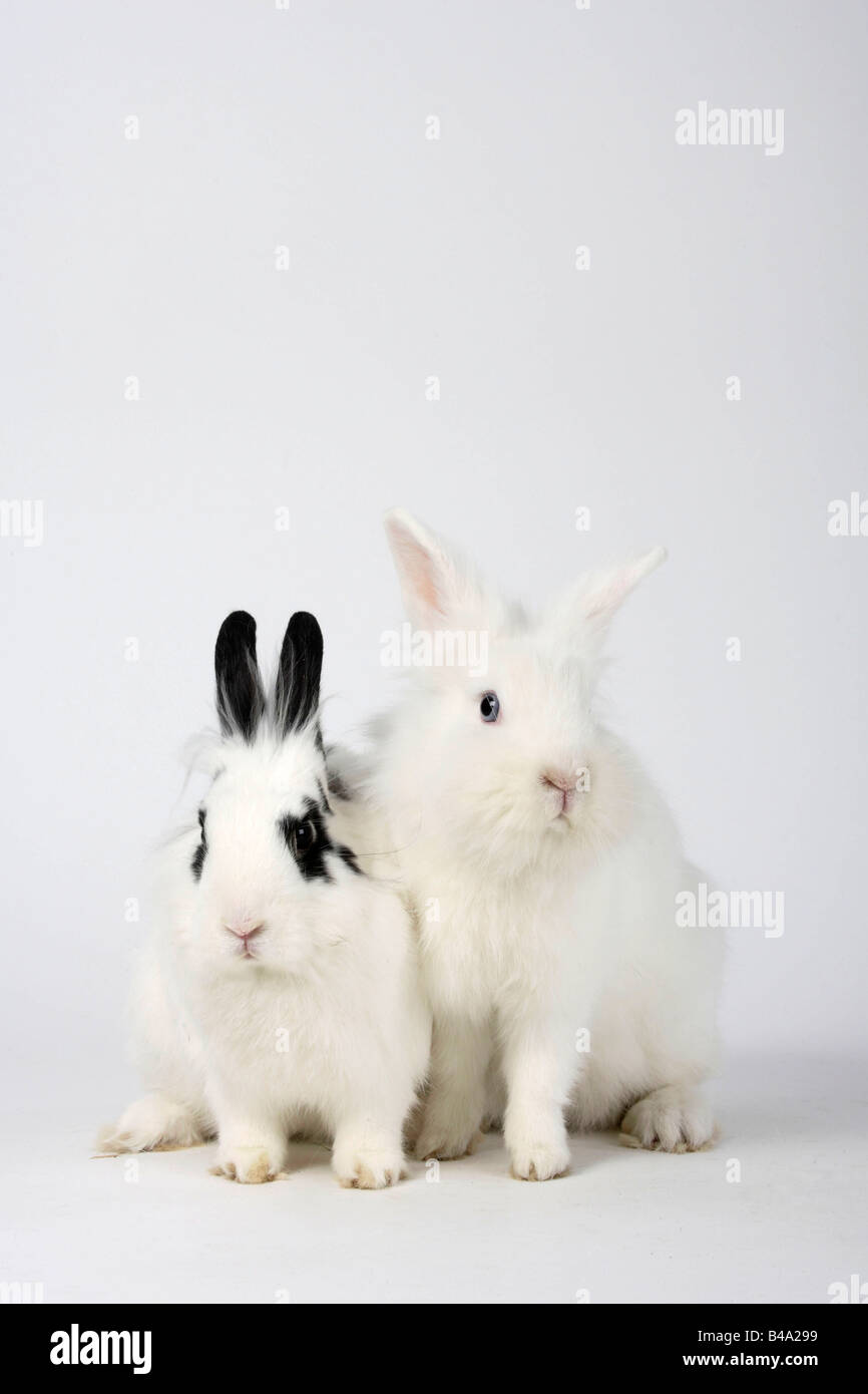 Löwe Mähne Zwerghasen weiß und Hotot Hauskaninchen Stockfoto