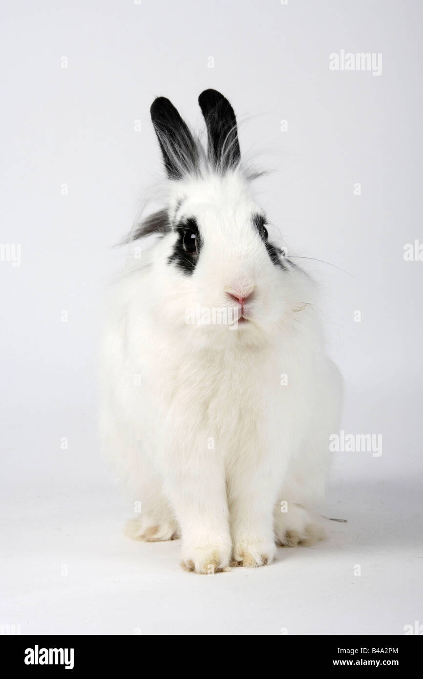 Löwe Mähne Zwerg Kaninchen Hotot Hauskaninchen Stockfoto