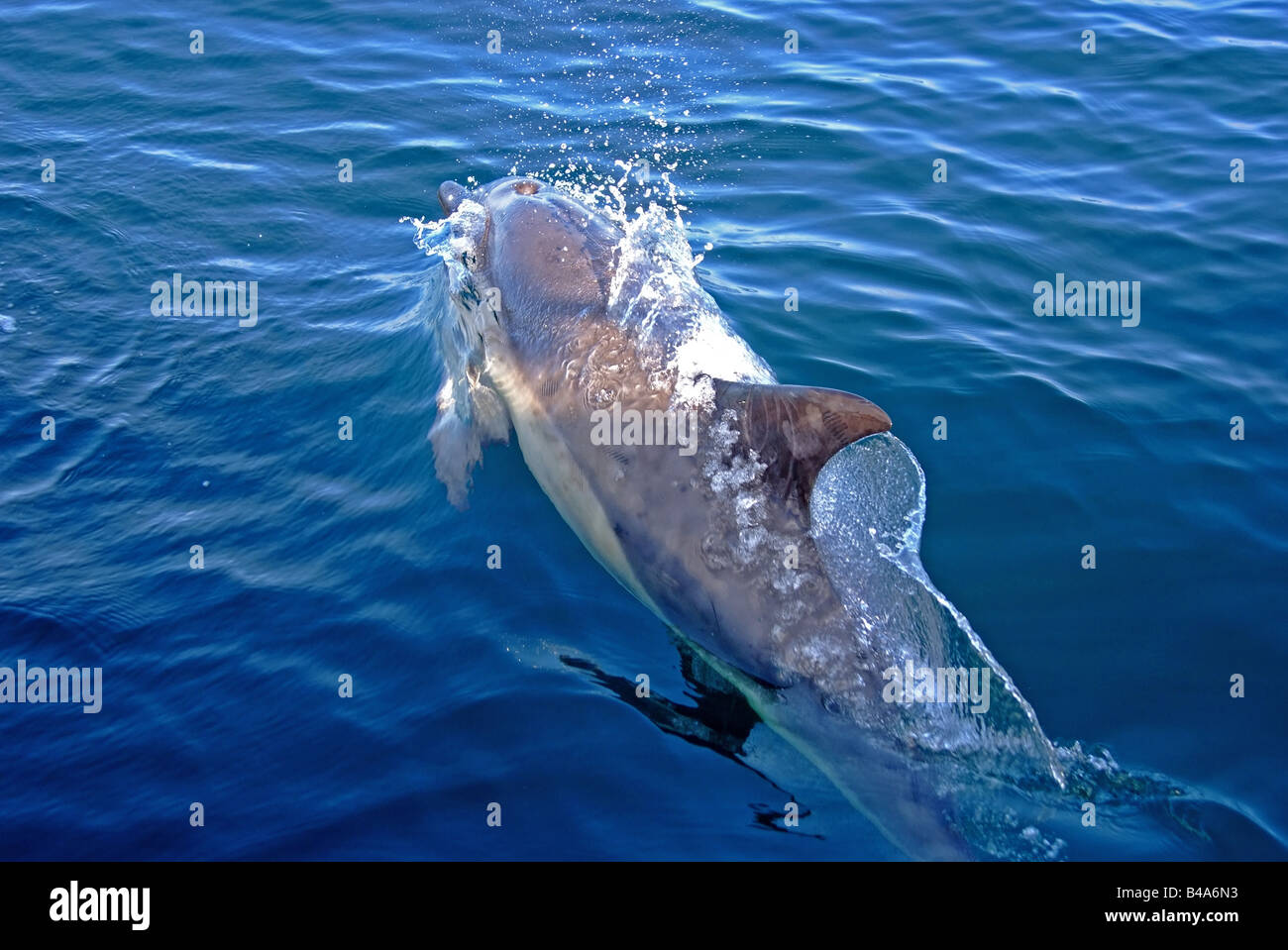 gemeinsamen Delphin Delphinus Delphis in europäischen Gewässern Stockfoto