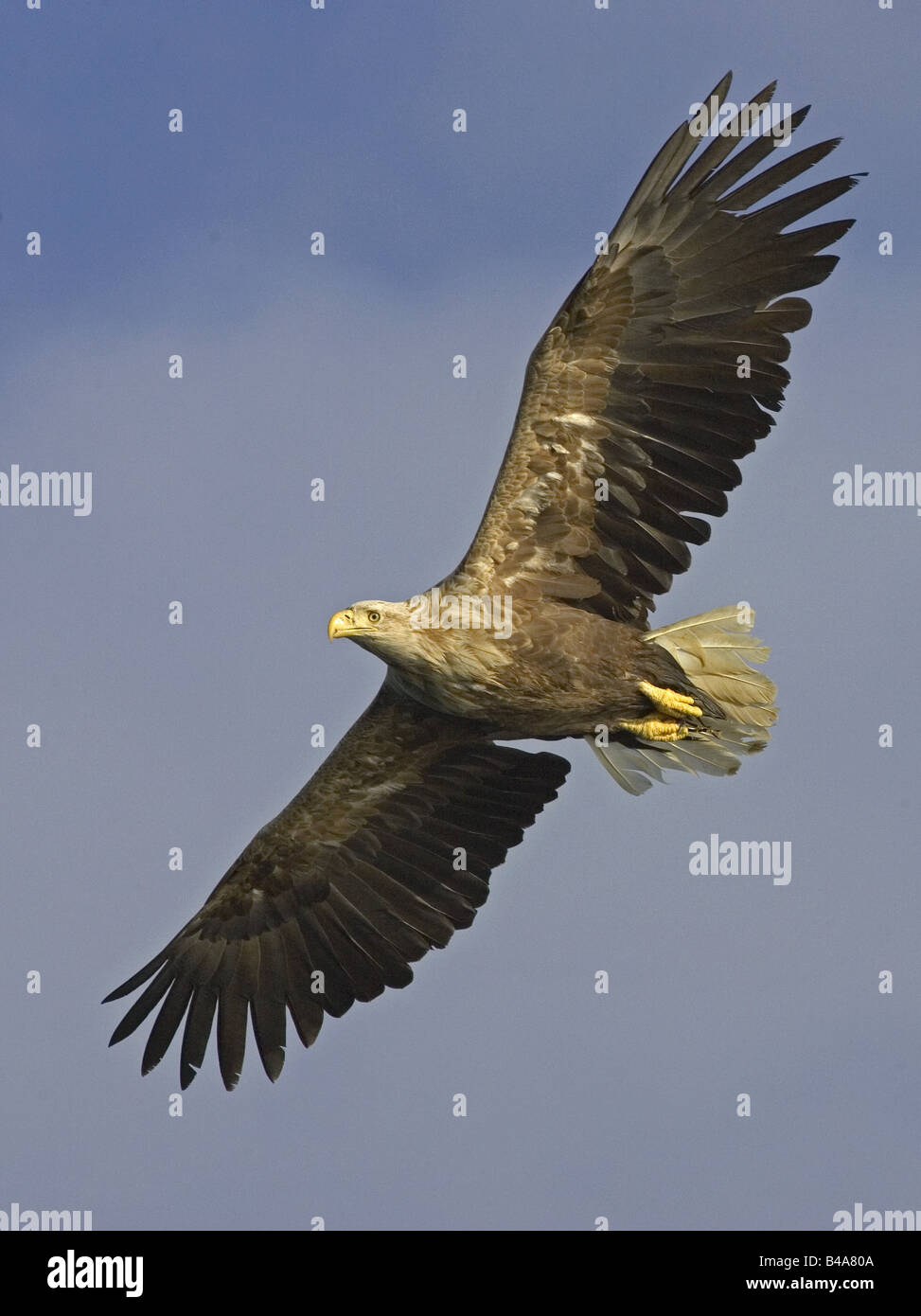 Zoologie/Tiere, Vogel/Vögeln, Seeadler (Haliaeetus albicilla), Fliegende, Norwegen, Verbreitung: Europa, Asien, Nord-östlichen China, Additional-Rights - Clearance-Info - Not-Available Stockfoto
