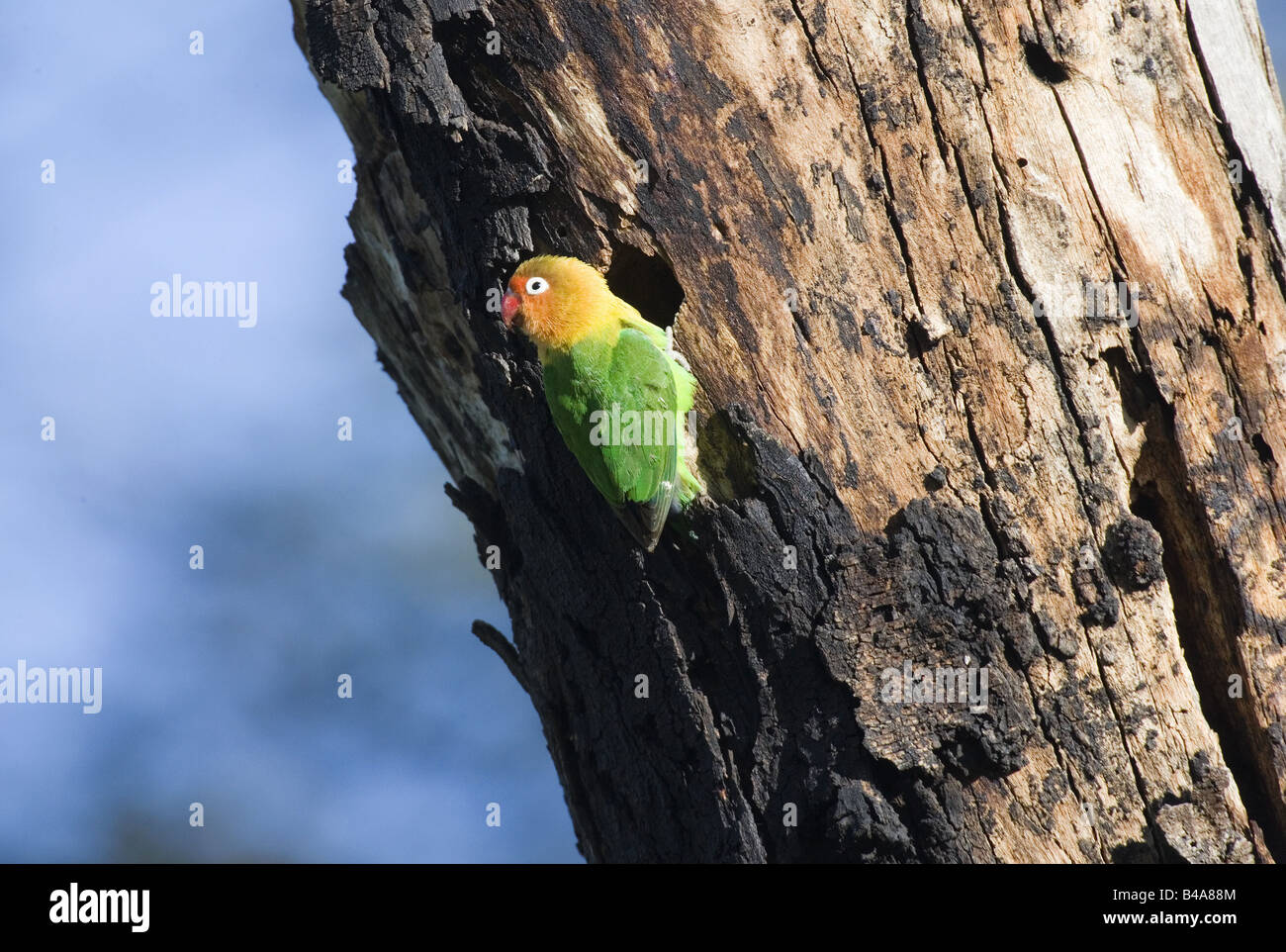 Zoologie/Tiere, Vogel/Vogel, Fischer's Lovebird, (Agapornis Fischeri),  Sitzen im Baum Bork, Serengeti, Tansania, Verbreitung: Ostafrika,  Additional-Rights - Clearance-Info - Not-Available Stockfotografie - Alamy