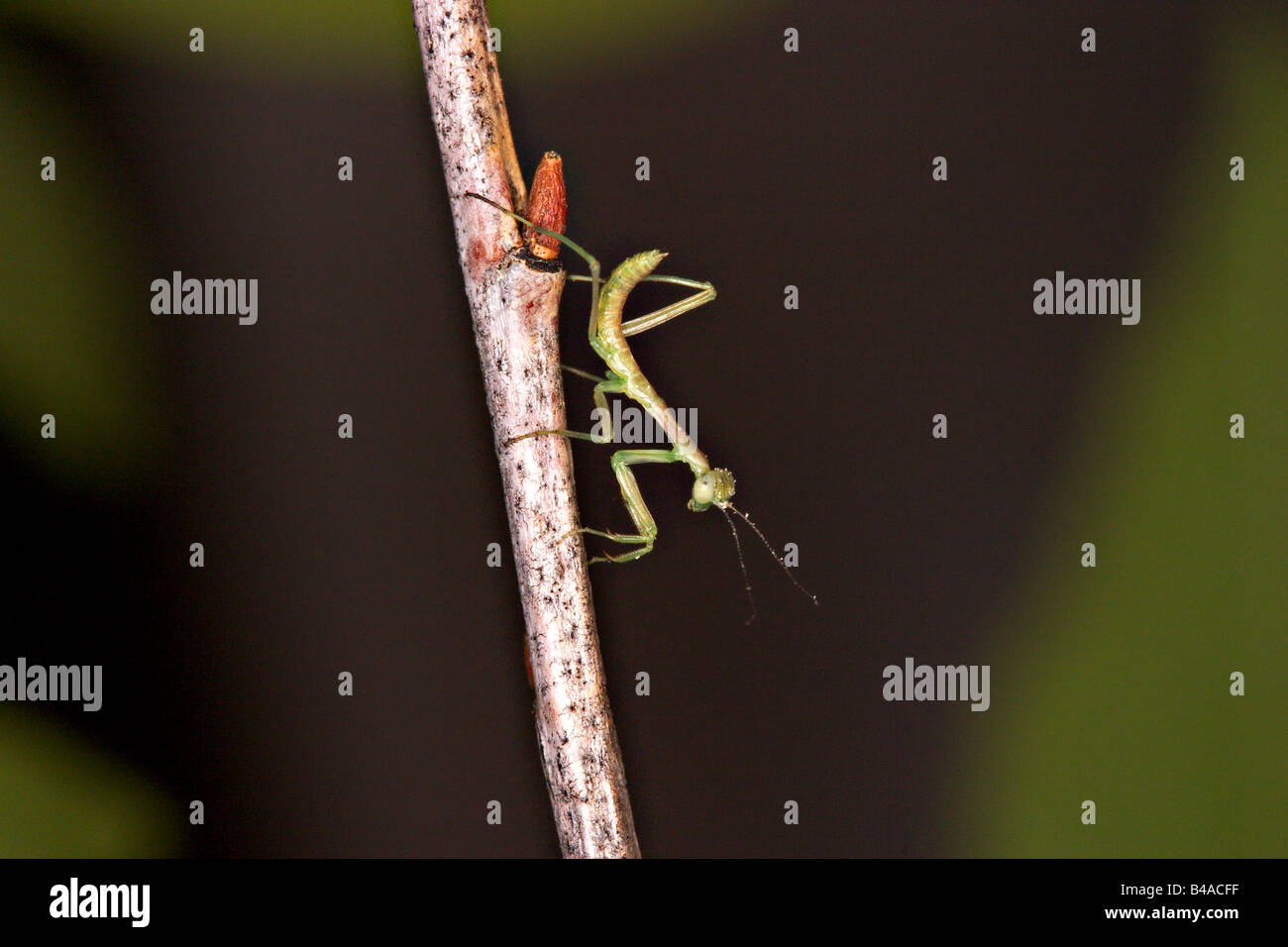 Preying Mantis Stagmonantis geschlüpft sp Sulphur Springs Valley Arizona USA April gerade junge Eremiaphilidae Stockfoto