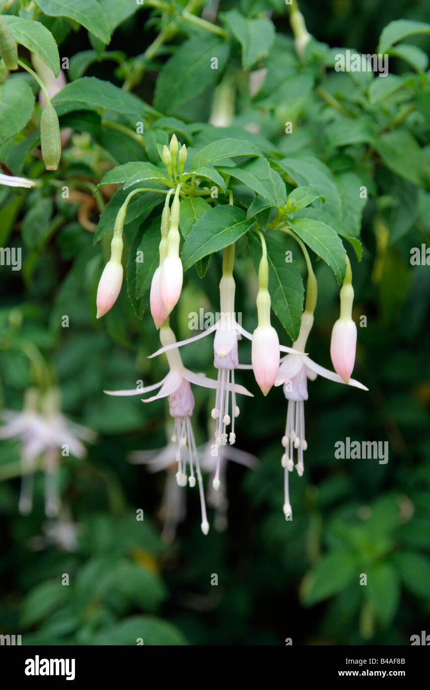 FUCHSIE FEHLT ALBA Stockfoto