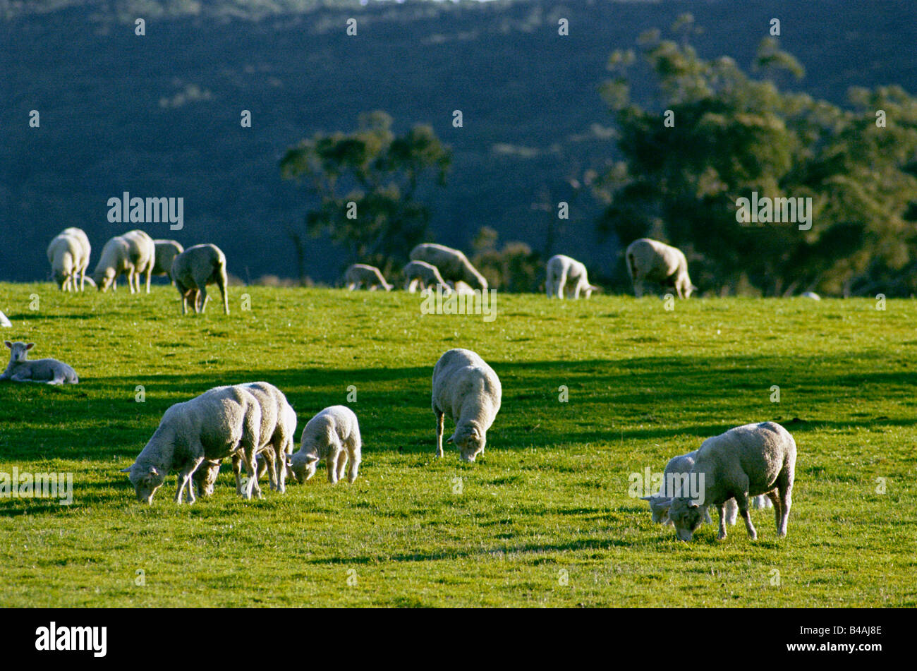 Victoria, ja, Landwirtschaft, Schafe Stockfoto