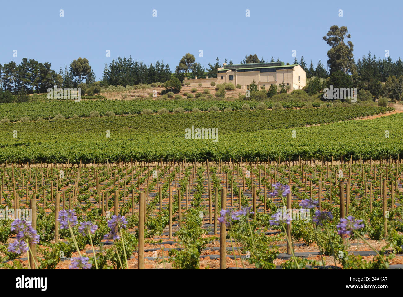 Geographie Reisen Sudafrika Landwirtschaft Blick Uber Die Weinberge In Richtung Weingut J C Le Roux Weinstrasse In Der Nahe Von Stellenbosch Weinbaugebiet In Der Nahe Von Cape Town Additional Rights Clearance Info Not Available