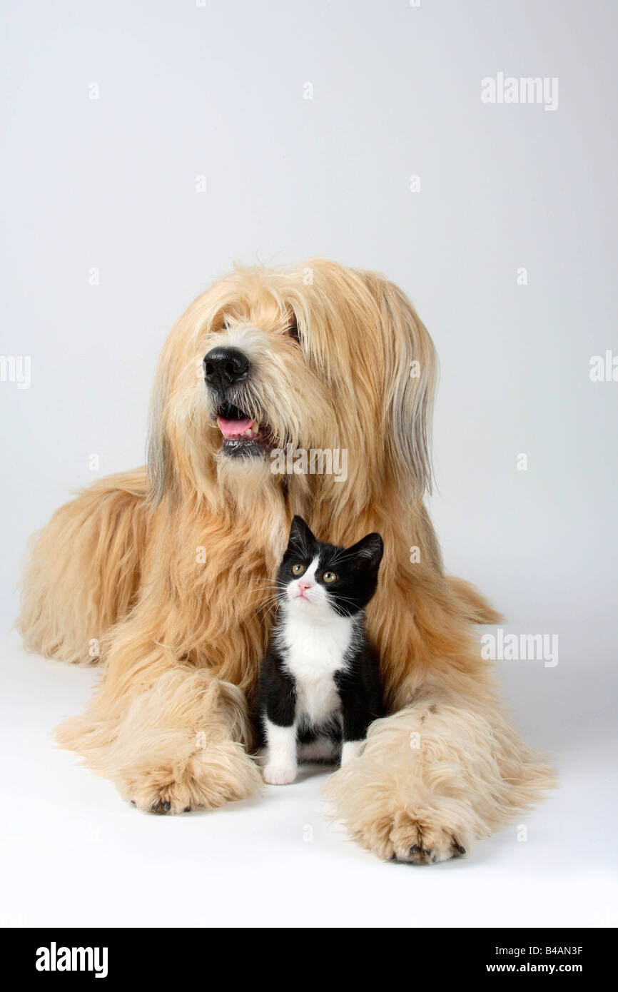 Gemischte Rasse Hund und Katze Kätzchen 8 Wochen Stockfoto