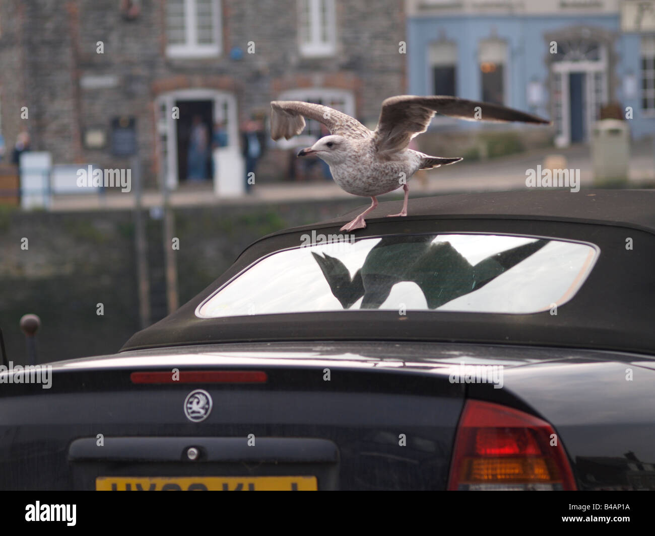 Möwe auf dem weich Top Dach eines Autos mit ein perfektes Spiegelbild in der Heckscheibe. Stockfoto