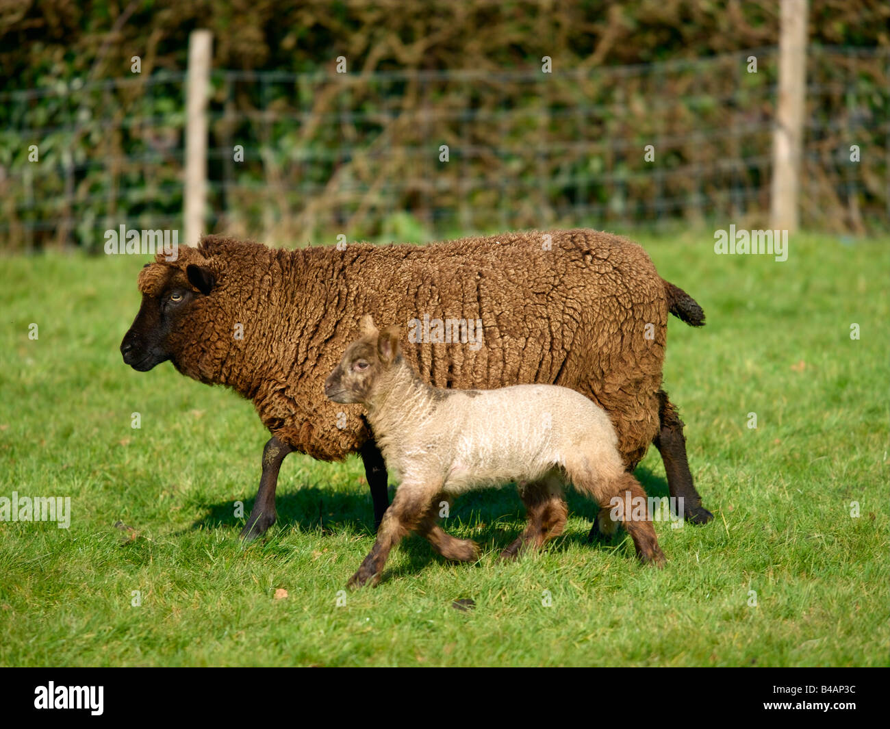 Säugetiere, Schafe Stockfoto