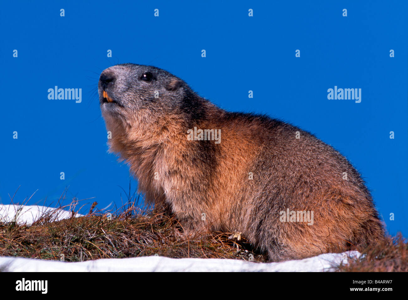 Alpen-Murmeltier (Marmota Marmota), auf Schnee Stockfoto