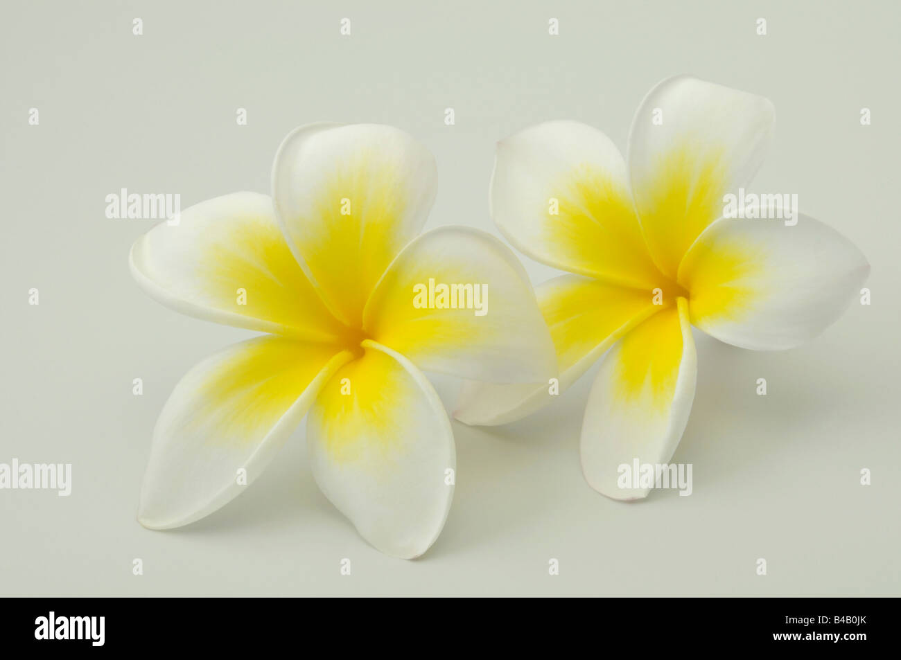 Weiße Frangipani, West Indian Jasmine (Plumeria Alba), Blumen, Studio Bild Stockfoto