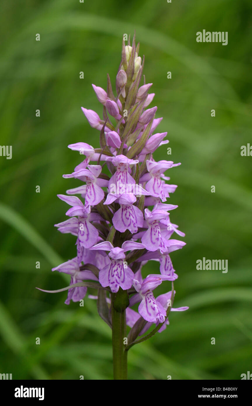 Heide gesichtet Orchidee (Dactylorhiza Maculata), Blüte Stockfoto