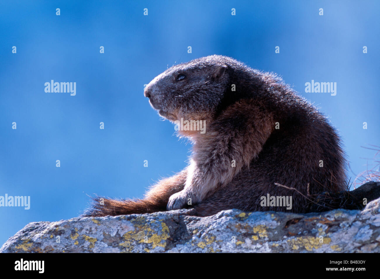 Alpine Murmeltier (Marmota Marmota), auf Felsen sitzend Stockfoto
