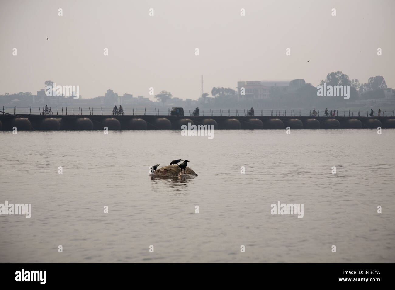 Der Körper einer toten Kuh ist pickte an von Krähen wie es aufgeblähte schwimmt im Fluss Ganga (Ganges) in der Stadt von Varanasi, Indien. Stockfoto