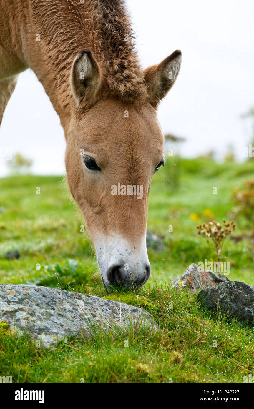 Przewalski-Pferd Stockfoto