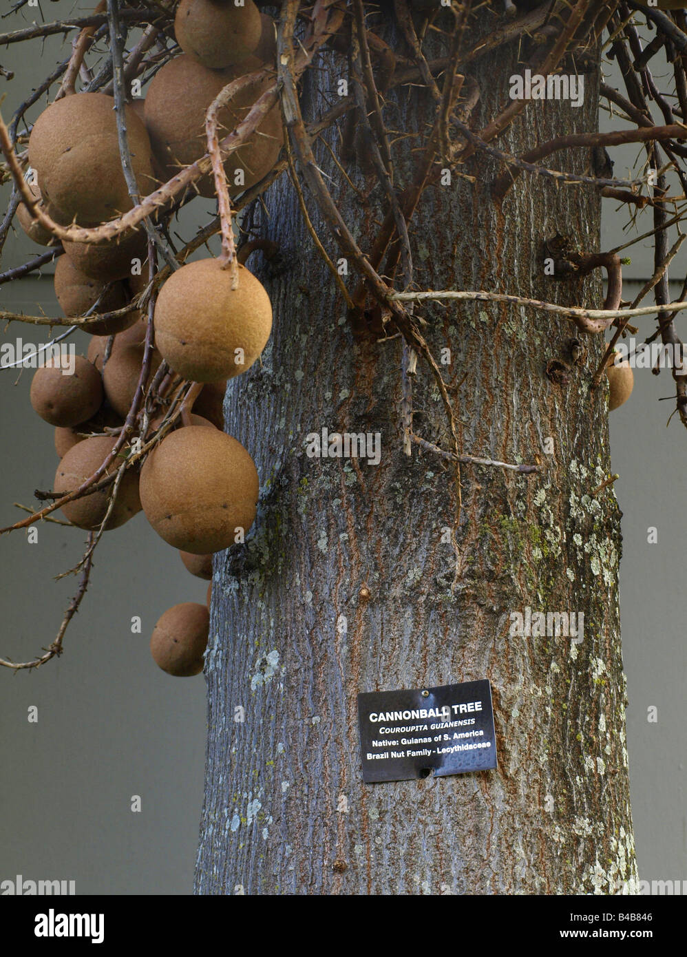 Cannonball-Baum Stockfoto