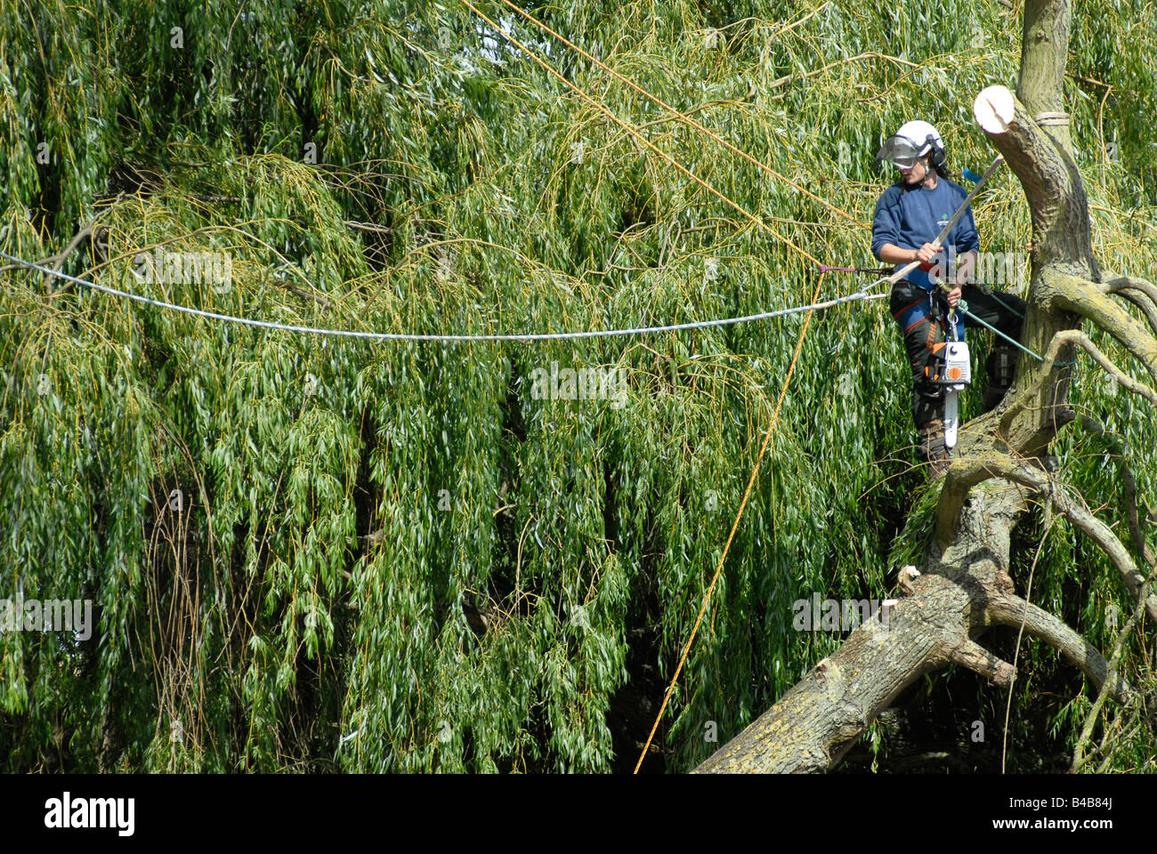 Baumpfleger in den Prozess der Abbau einer Trauerweide Baum Alonsgside der Fluss Cam Cambridge Stockfoto