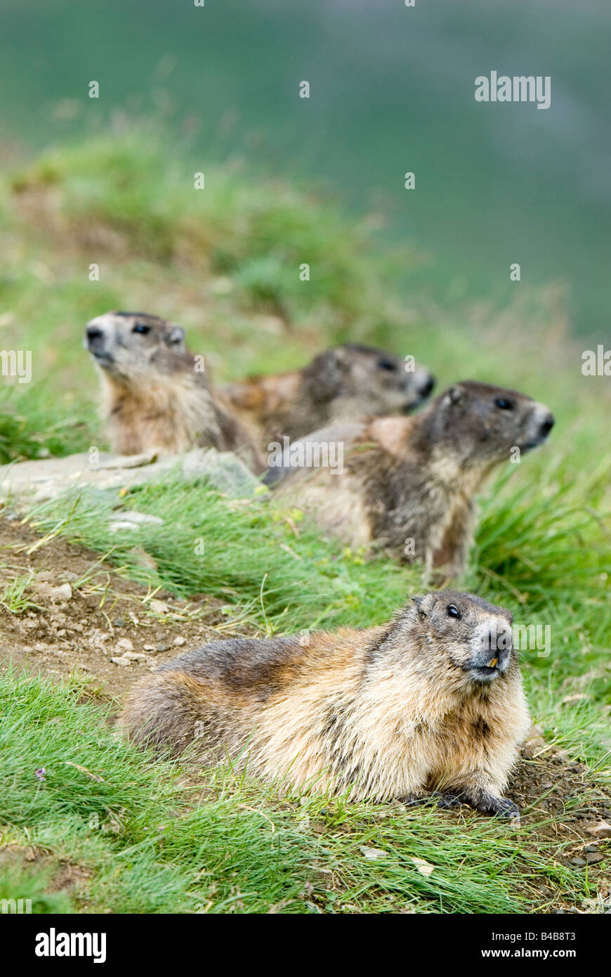 Alpen-Murmeltier (Marmota Marmota), Gruppe auf Rasen Stockfoto