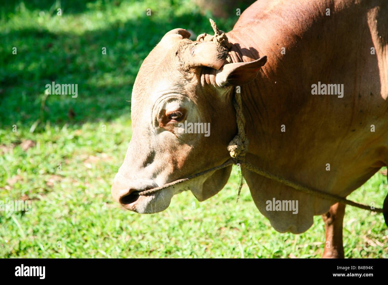 Vechoor Kuh, eine gefährdete Spezies Kuh gefunden in Kerala, Indien Stockfoto