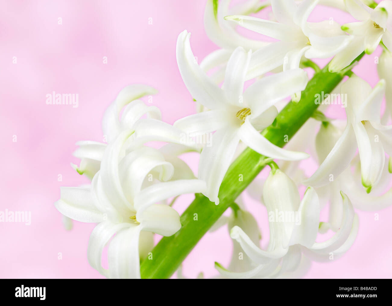 Hyacinthus Orientalis weiße Hyazinthe Blüte Stockfoto