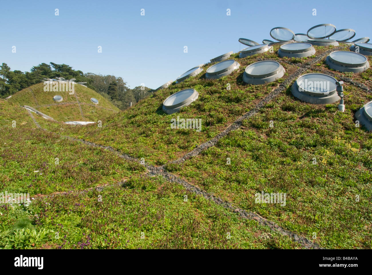 Lebenden Dach, California Academy of Sciences, Renzo Piano, Architekt, eröffnet September 2008 San Francisco Kalifornien Stockfoto
