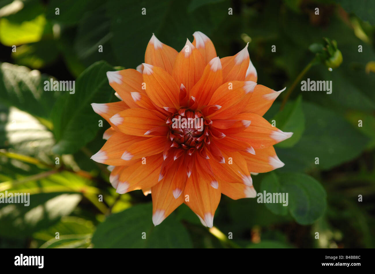 Riesige dekorative Crossfield Festival Dahlia, Blume Stockfoto