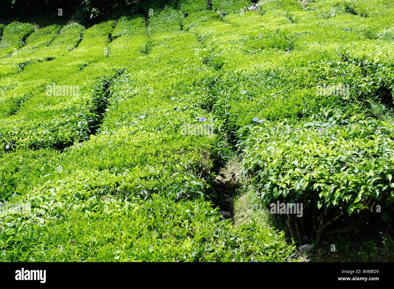 Teepflanze an Cameron Highland in Malaysia. Stockfoto