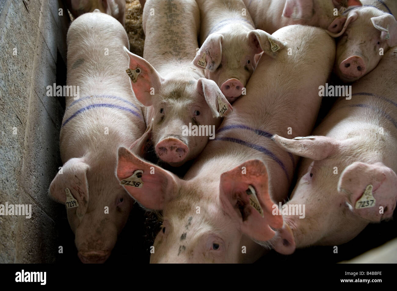 Schweine in einem Stift auf einer Schweinefarm UK Stockfoto