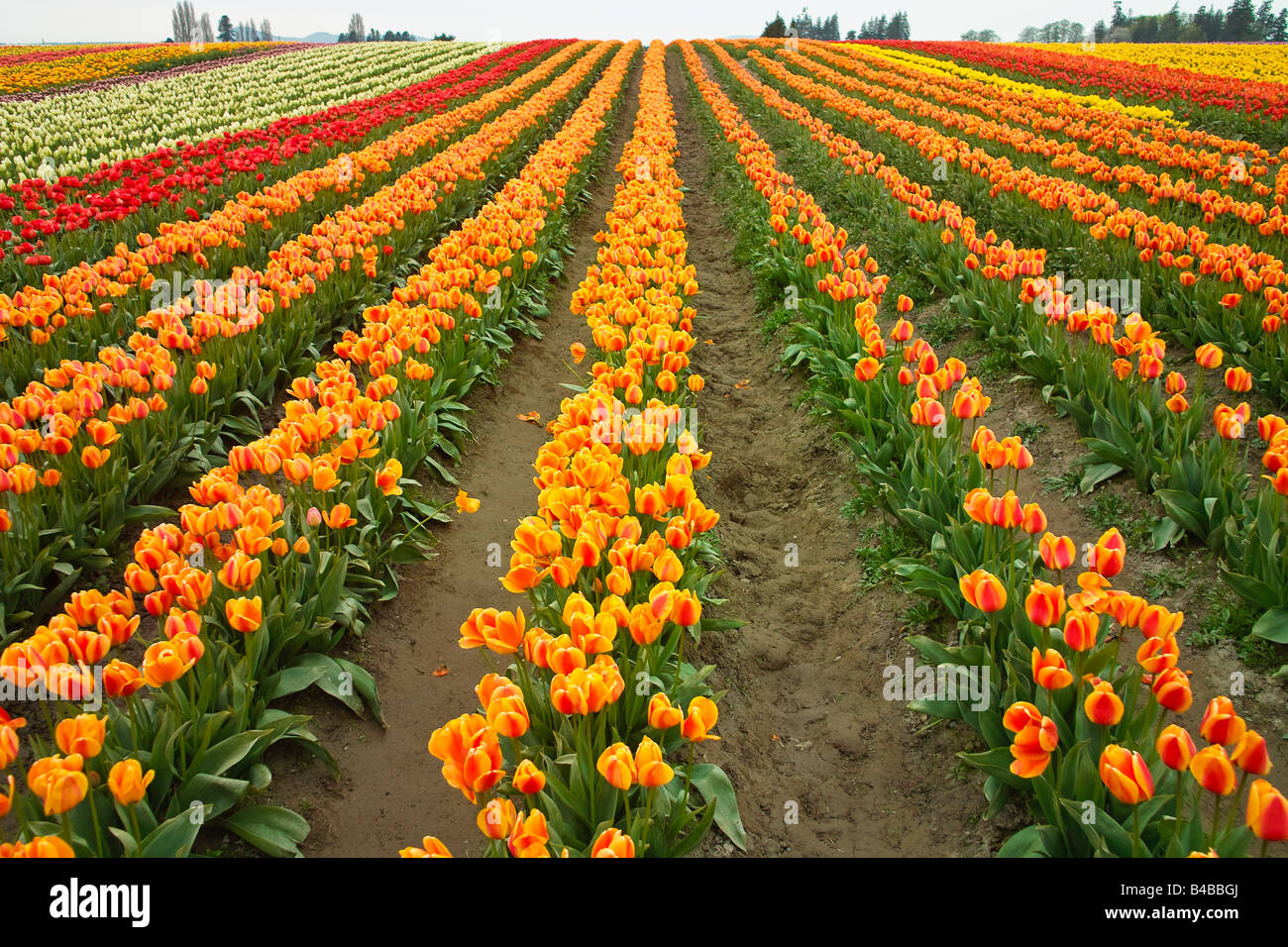 Reihen von Tulpen blühen während der Skagit Valley Tulip Festival Stockfoto
