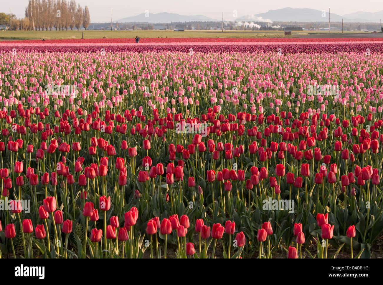 Tulpen wachsen auf einem Bauernhof, während das Tulpenfest Skagit Valley Stockfoto